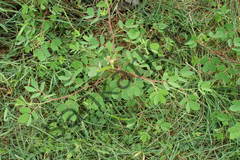 Cassia absus